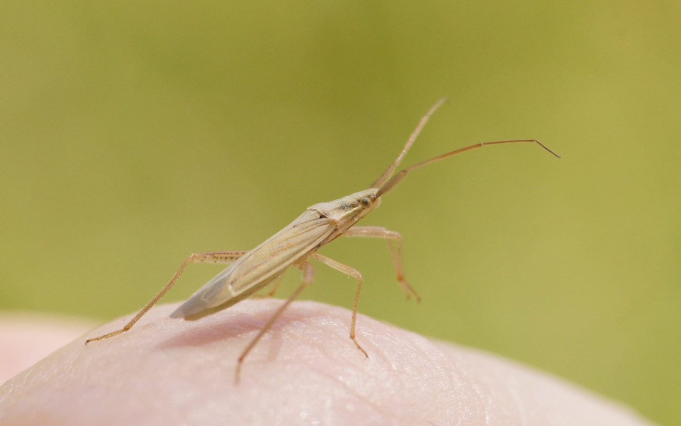 Grass bug, Stenodema laevigata